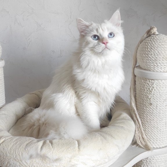 Siberian REZ Zveroboy
