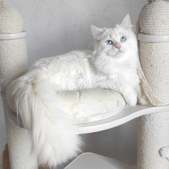 Siberian REZ Zveroboy