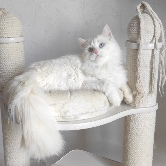 Siberian REZ Zveroboy