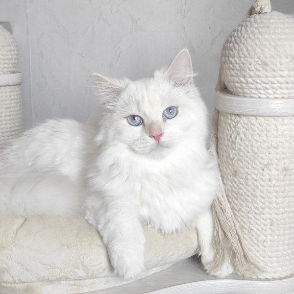 Siberian REZ Zveroboy
