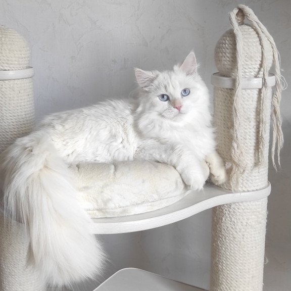 Siberian REZ Zveroboy