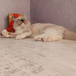 Siberian REZ Liana