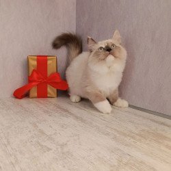 Siberian REZ Liana