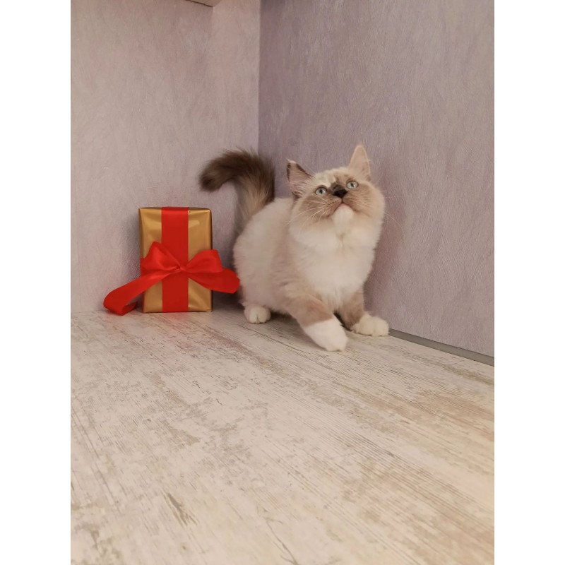 Siberian REZ Liana