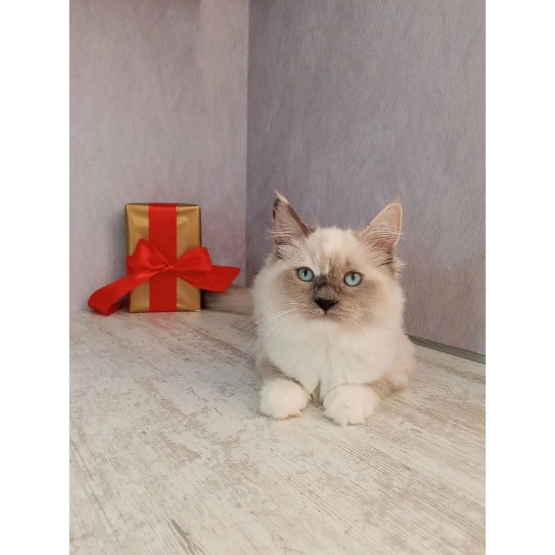 Siberian REZ Liana