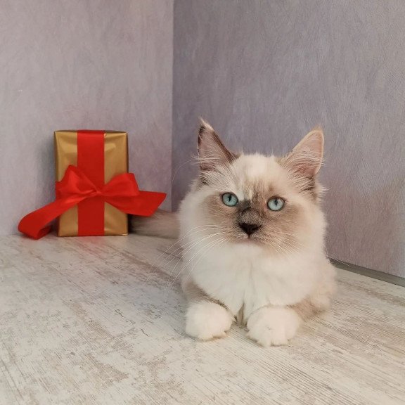 Siberian REZ Liana