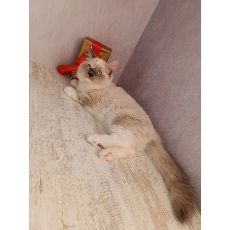 Siberian REZ Liana