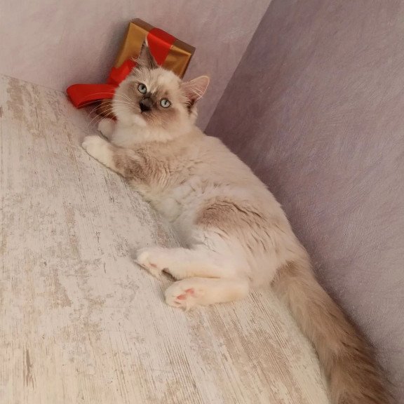 Siberian REZ Liana