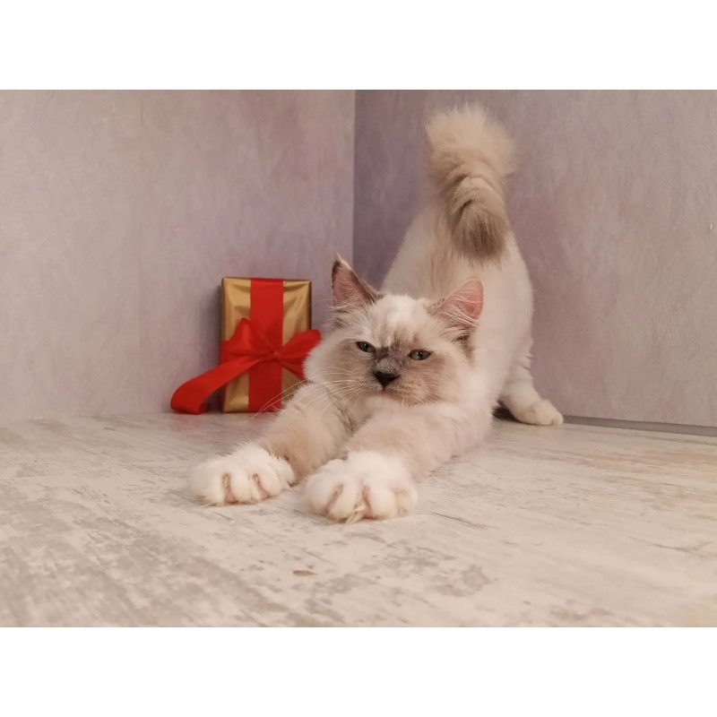 Siberian REZ Liana