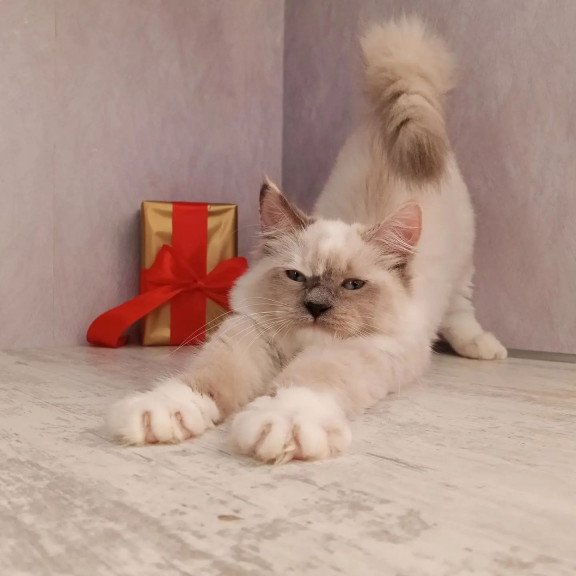 Siberian REZ Liana