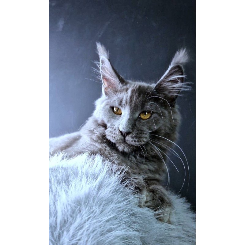 Maine Coon POLIN Kali