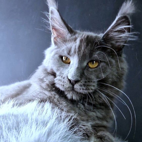 Maine Coon POLIN Kali