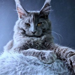 Maine Coon POLIN Kali