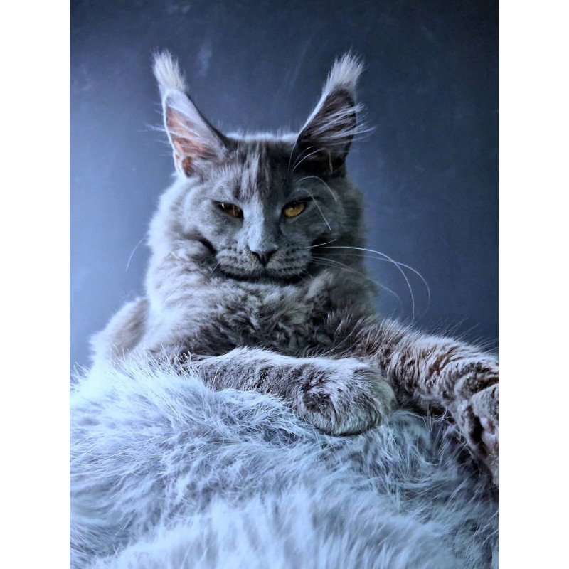 Maine Coon POLIN Kali
