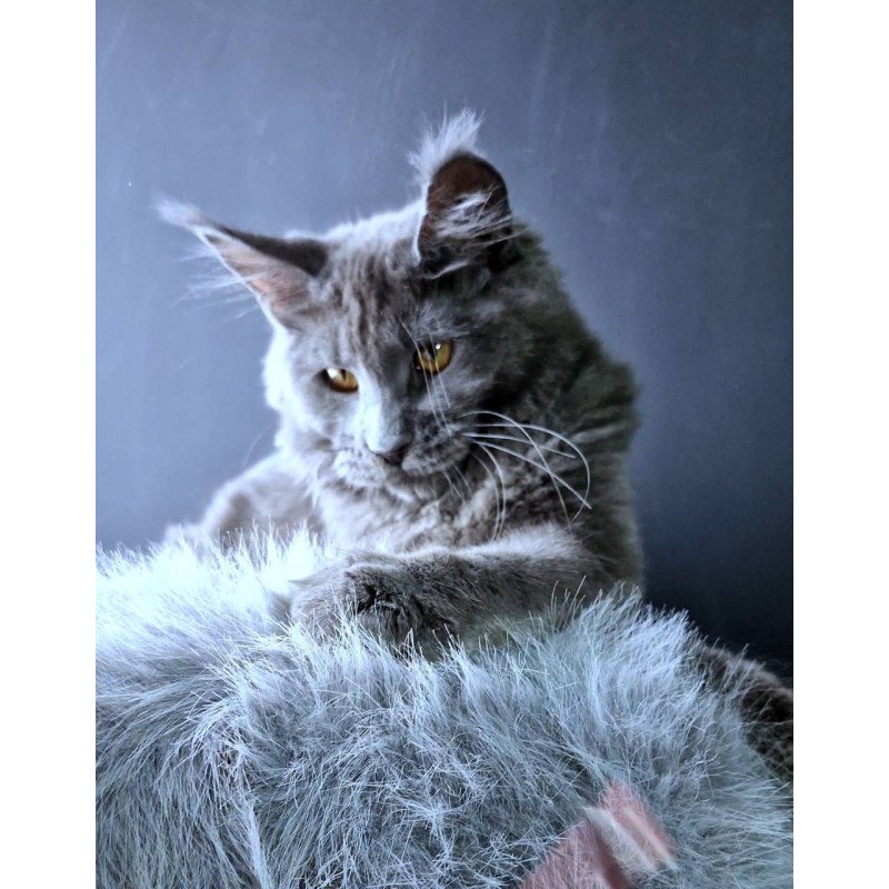 Maine Coon POLIN Kali