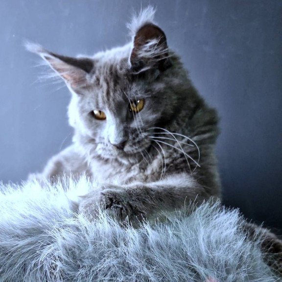 Maine Coon POLIN Kali