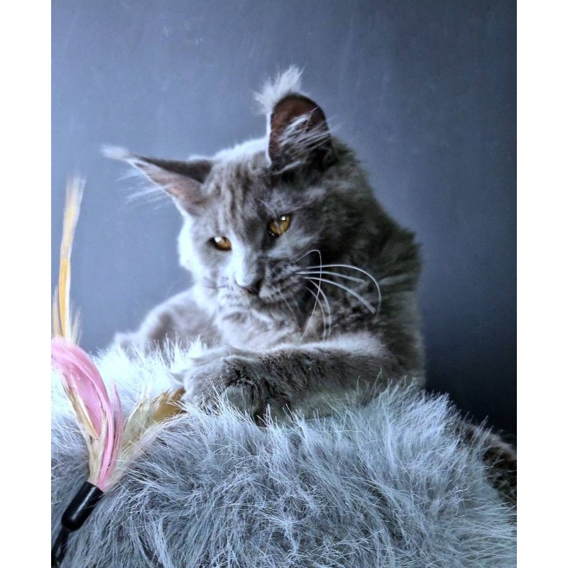 Maine Coon POLIN Kali