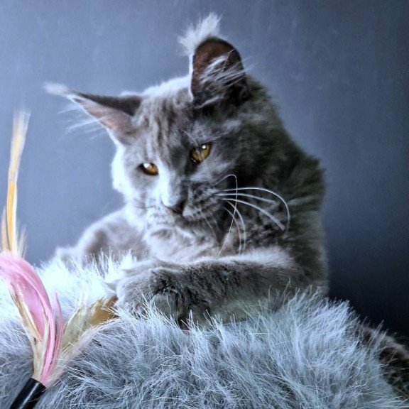 Maine Coon POLIN Kali