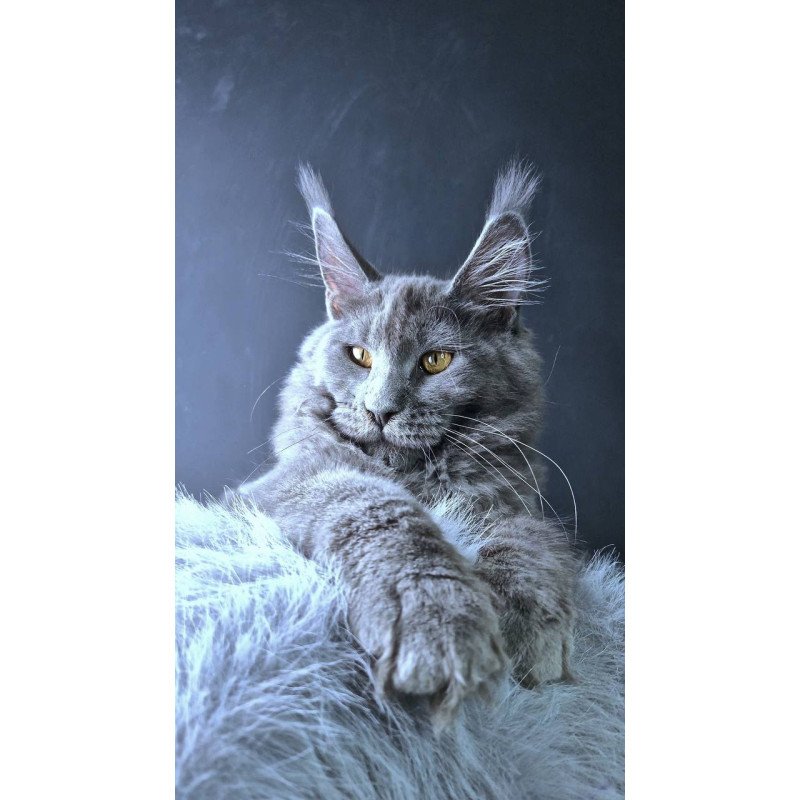 Maine Coon POLIN Kali