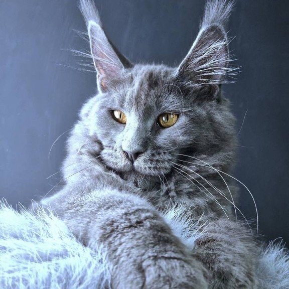Maine Coon POLIN Kali