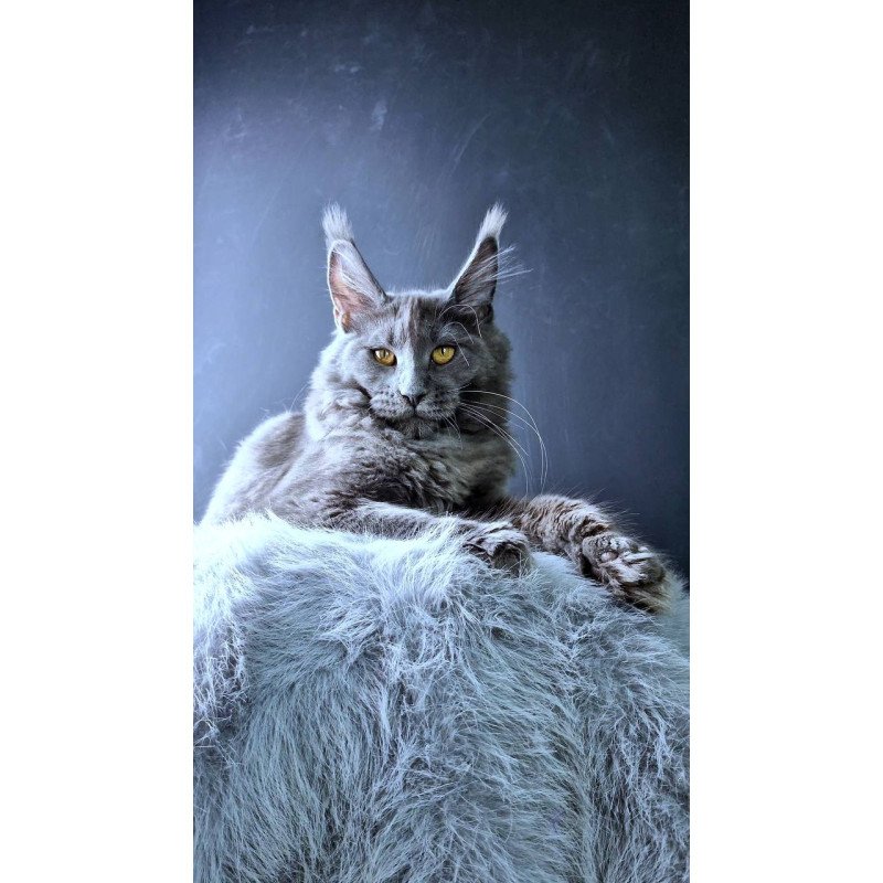 Maine Coon POLIN Kali
