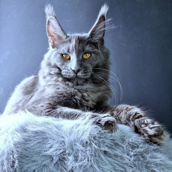 Maine Coon POLIN Kali
