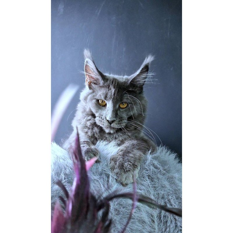 Maine Coon POLIN Kali