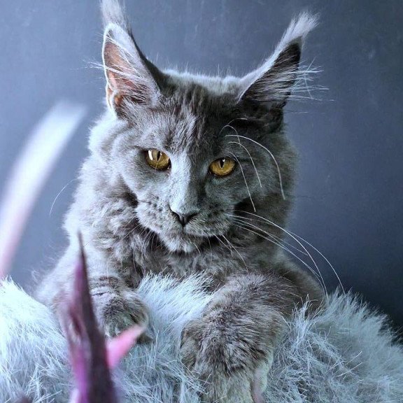 Maine Coon POLIN Kali