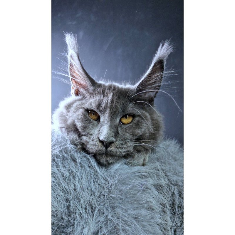 Maine Coon POLIN Kali
