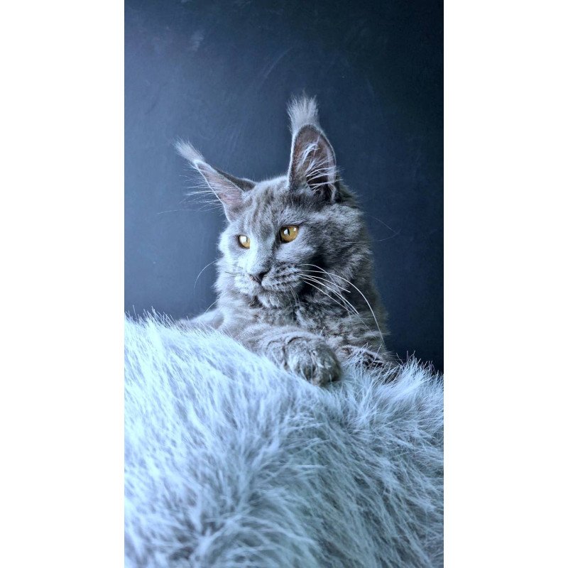 Maine Coon POLIN Kali