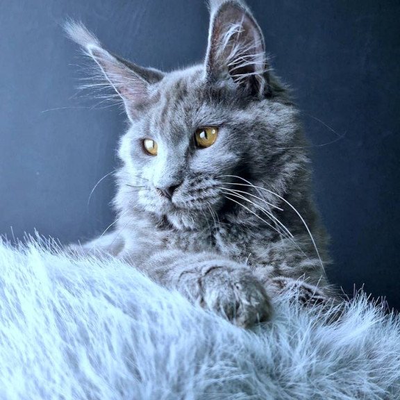 Maine Coon POLIN Kali