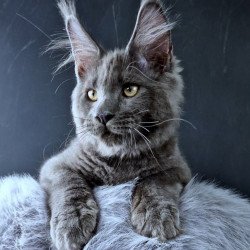 Maine Coon POLIN Khalos