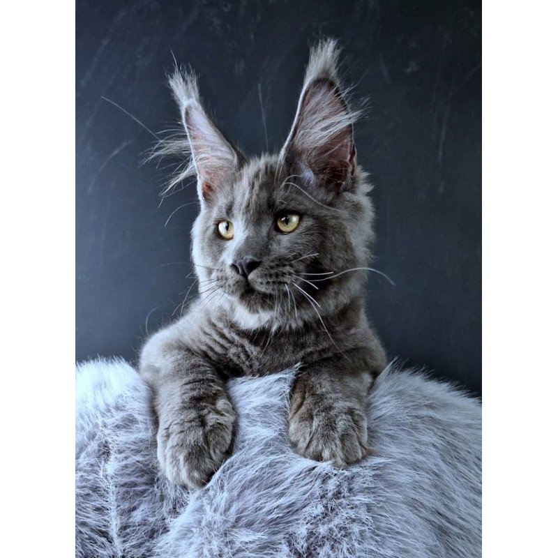 Maine Coon POLIN Khalos