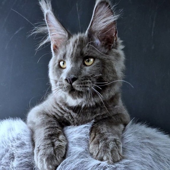 Maine Coon POLIN Khalos