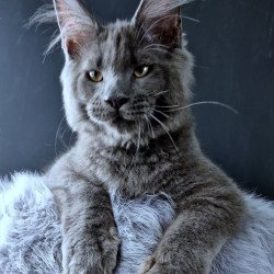 Maine Coon POLIN Khalos