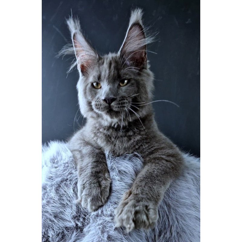 Maine Coon POLIN Khalos
