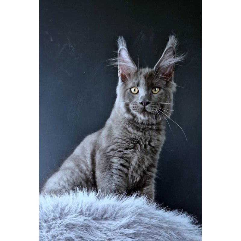 Maine Coon POLIN Khalos