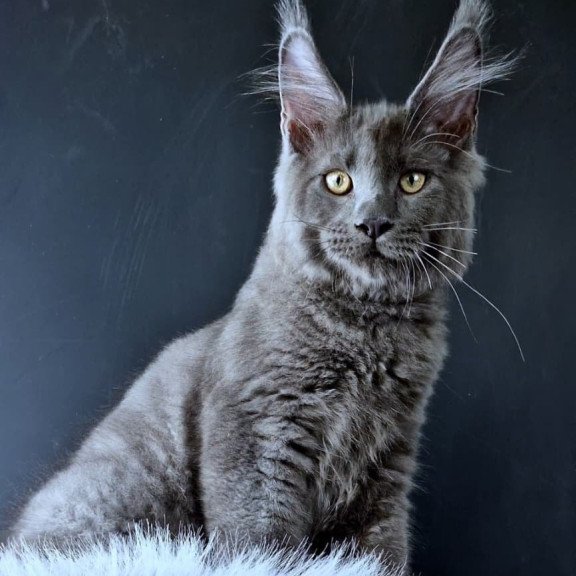Maine Coon POLIN Khalos