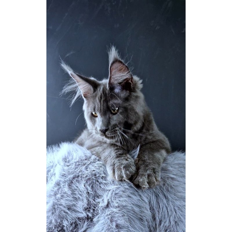 Maine Coon POLIN Khalos