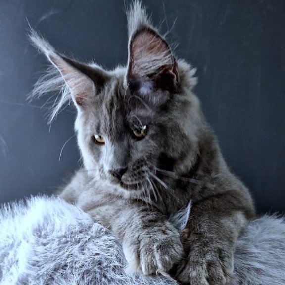 Maine Coon POLIN Khalos