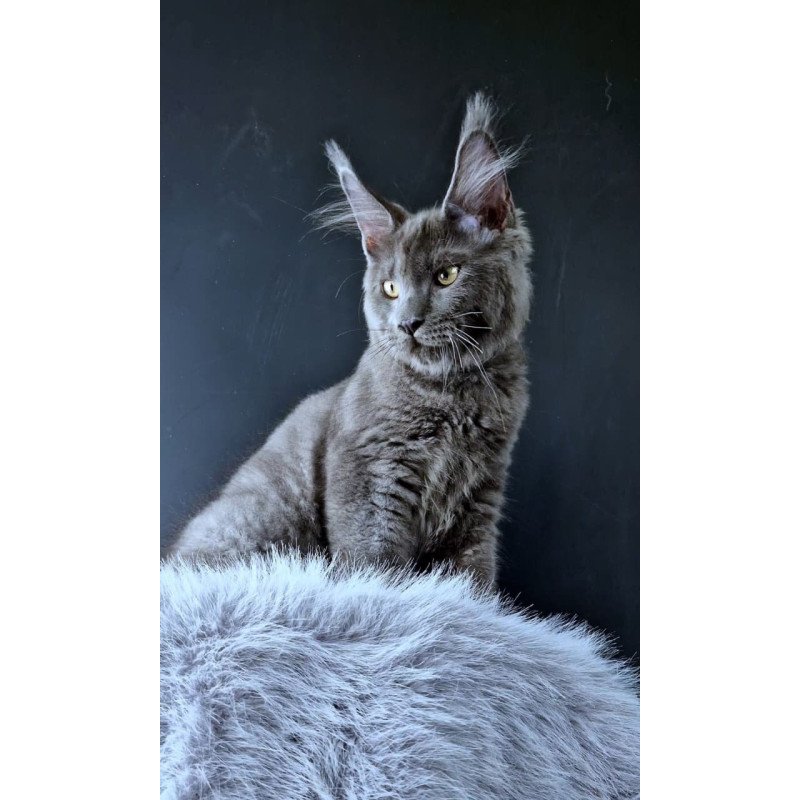 Maine Coon POLIN Khalos