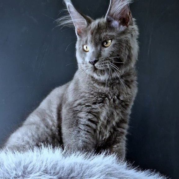 Maine Coon POLIN Khalos