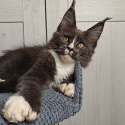 Maine Coon Amur