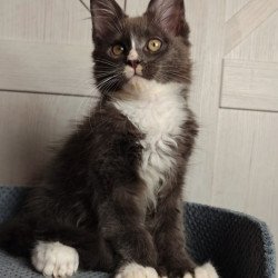 Maine Coon Amur