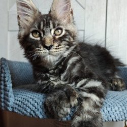 Maine Coon Zorro