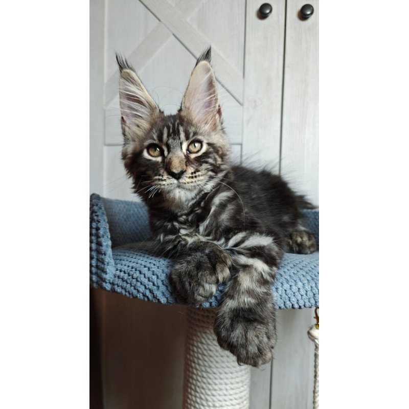 Maine Coon Zorro