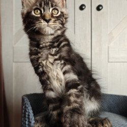 Maine Coon Zorro