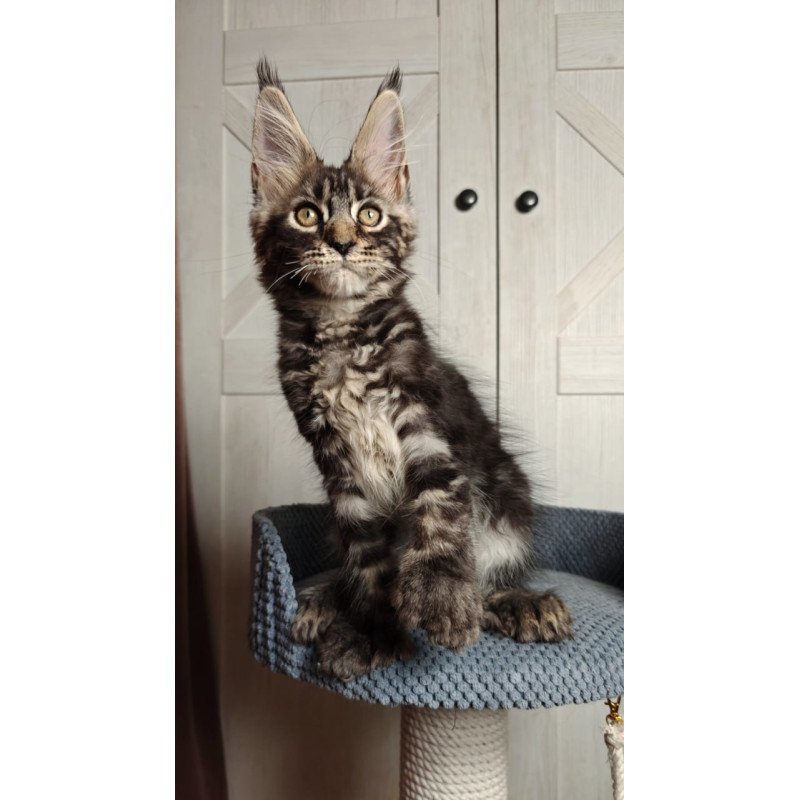 Maine Coon Zorro