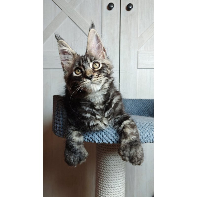 Maine Coon Zorro