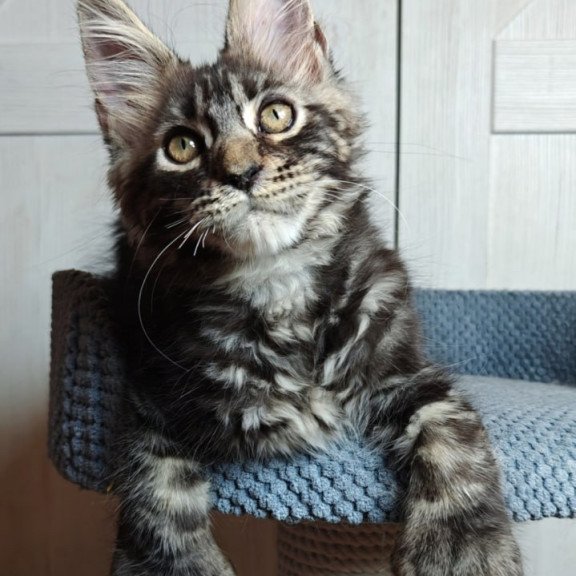 Maine Coon Zorro